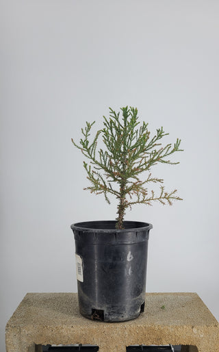 GIANT SEQUIOA PRE BONSAI 1 GALLON