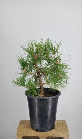 BLACK PINE PRE BONSAI 4 GALLON