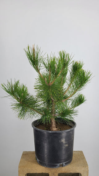 BLACK PINE PRE BONSAI 4 GALLON