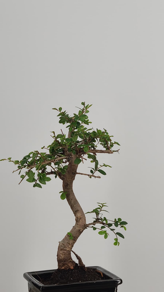 Chinese Elm bonsai #201 — trunk and canopy detail