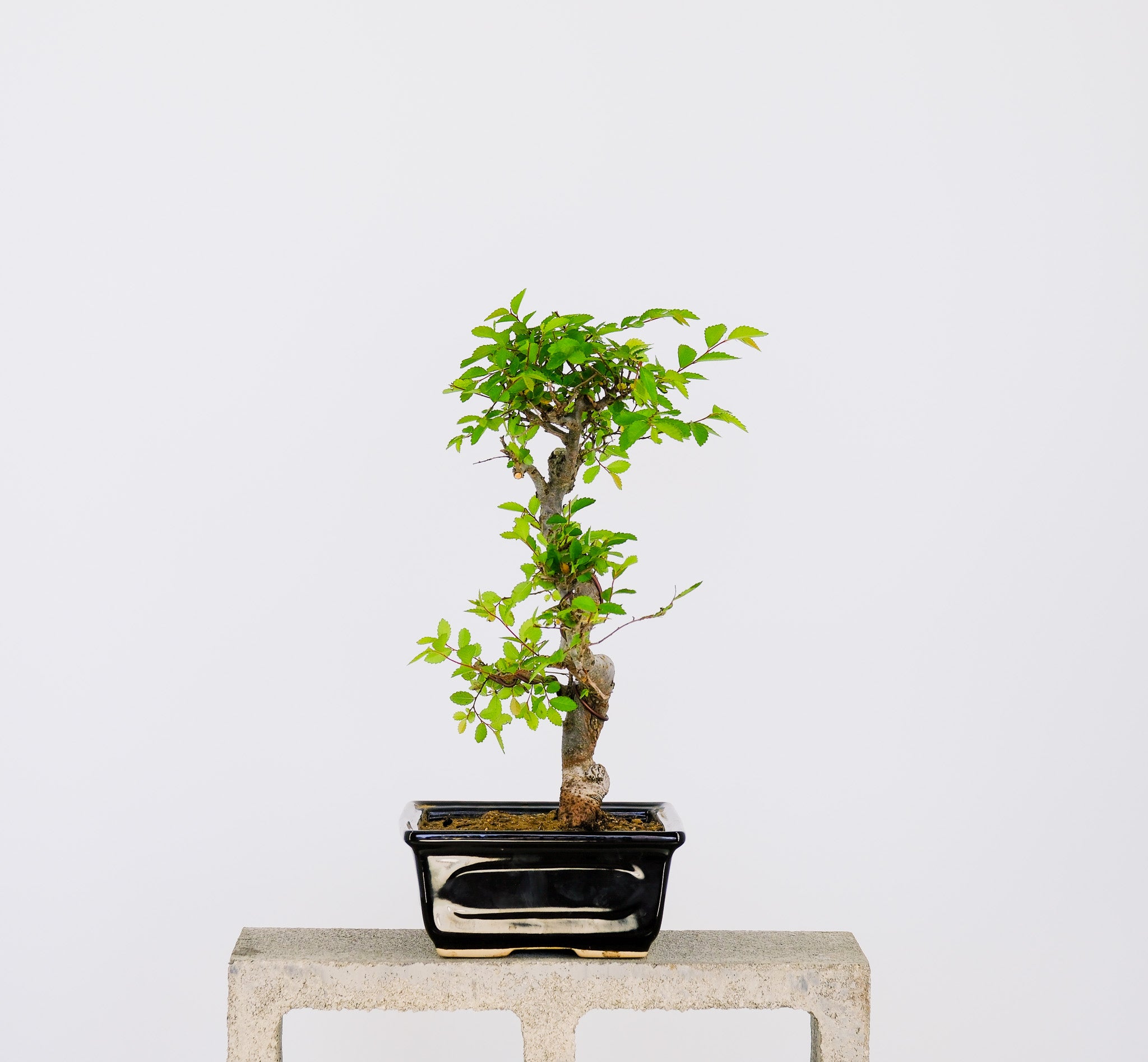 bonsai tree medium Medium Chinese Elm Bonsai Tree 10”