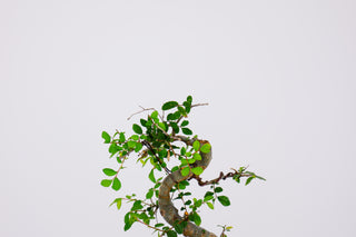 Medium Chinese Elm Bonsai Tree 10” - 13”