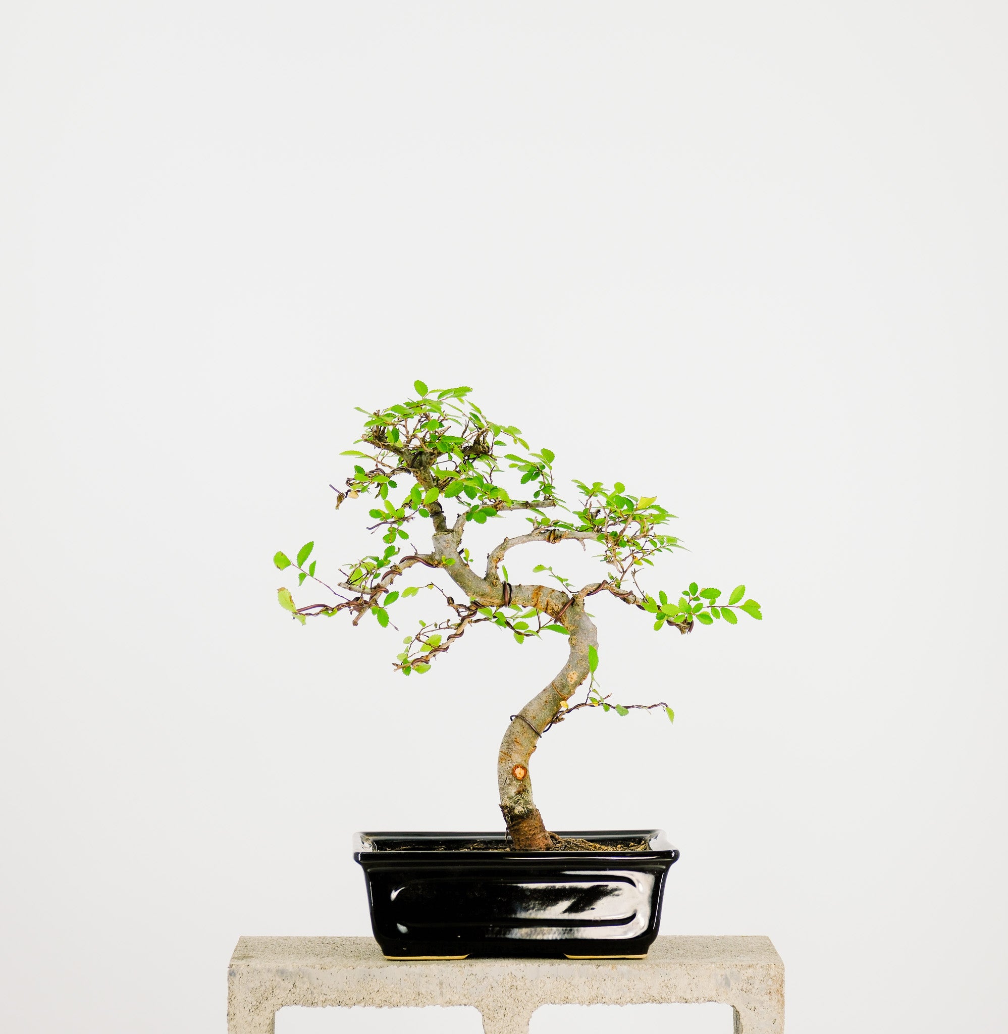 bonsai tree medium Medium Chinese Elm Bonsai Tree 10”