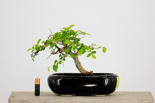 Mini Chinese Elm Bonsai Tree 6” - 9”