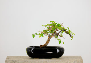 Mini Chinese Elm Bonsai Tree 6” - 9”