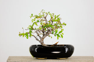 Mini Chinese Elm Bonsai Tree 6” - 9”