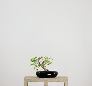 Mini Chinese Elm Bonsai Tree 6” - 9”
