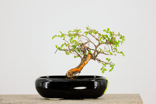 Mini Chinese Elm Bonsai Tree 6” - 9”