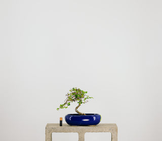 Mini Chinese Elm Bonsai Tree 6” - 9”