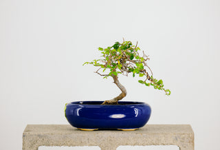 Mini Chinese Elm Bonsai Tree 6” - 9”
