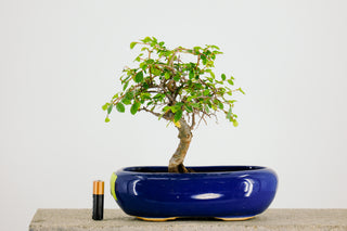 Mini Chinese Elm Bonsai Tree 6” - 9”