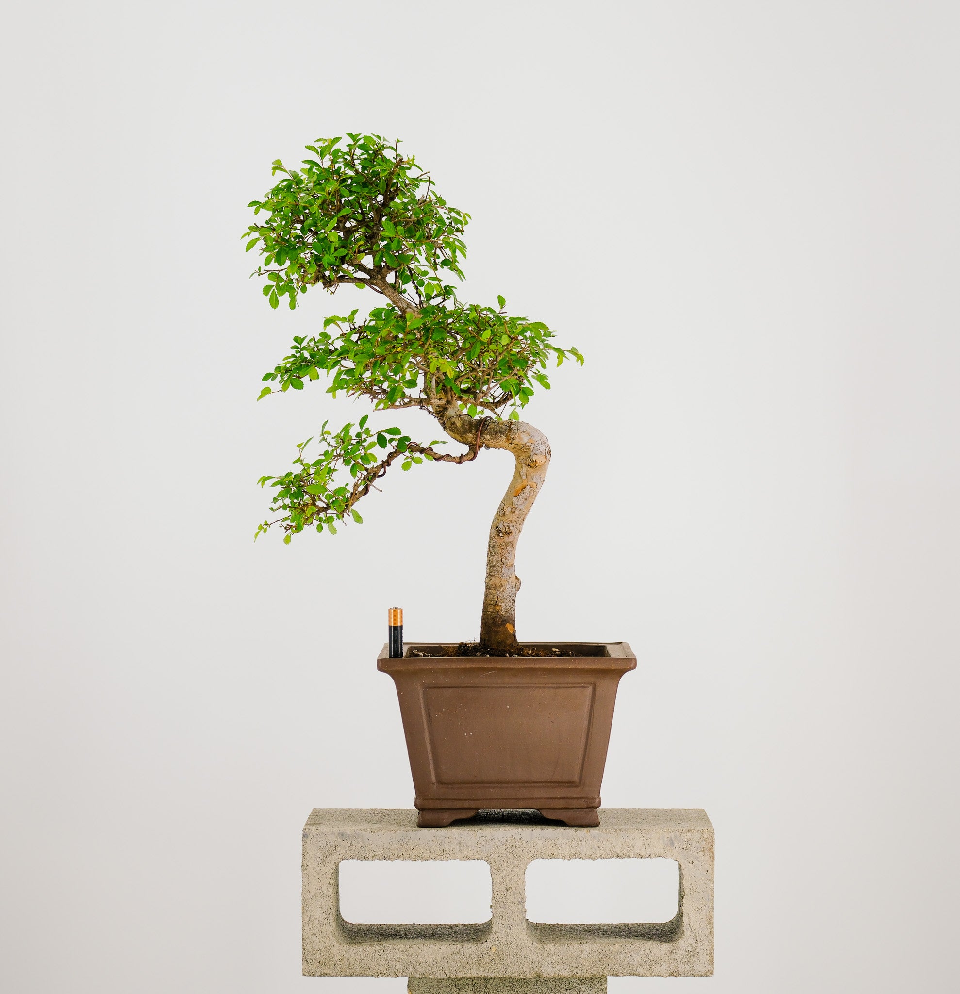 large chinese elm bonsai tree Large Chinese Elm Bonsai Tree 20” – Next Day Bonsai