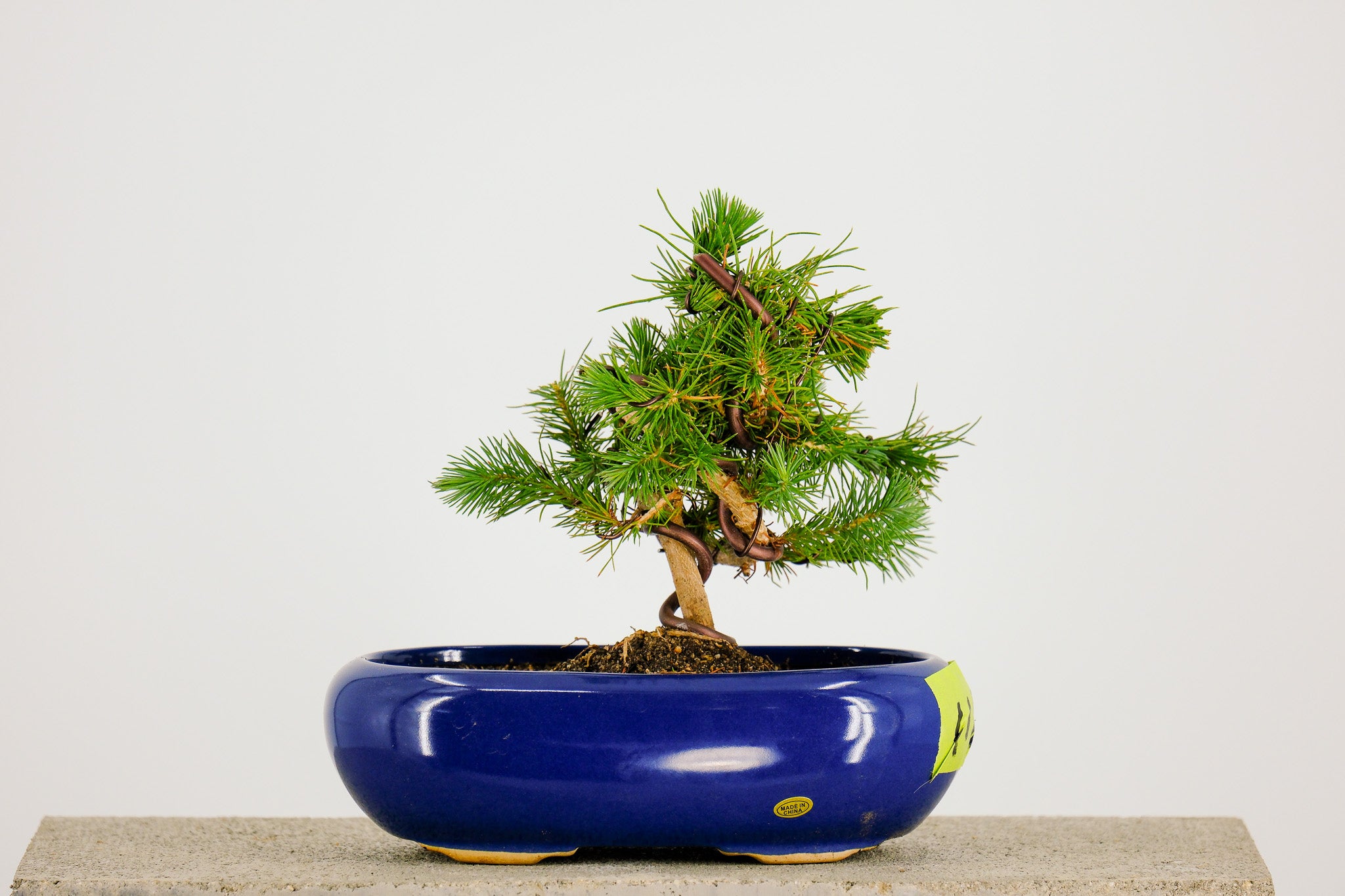 mini pine tree bonsai Mini Afghan Pine Bonsai Tree 5”