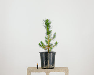 Pre-Bonsai Afghan Pine Bonsai Tree 1 Gallon