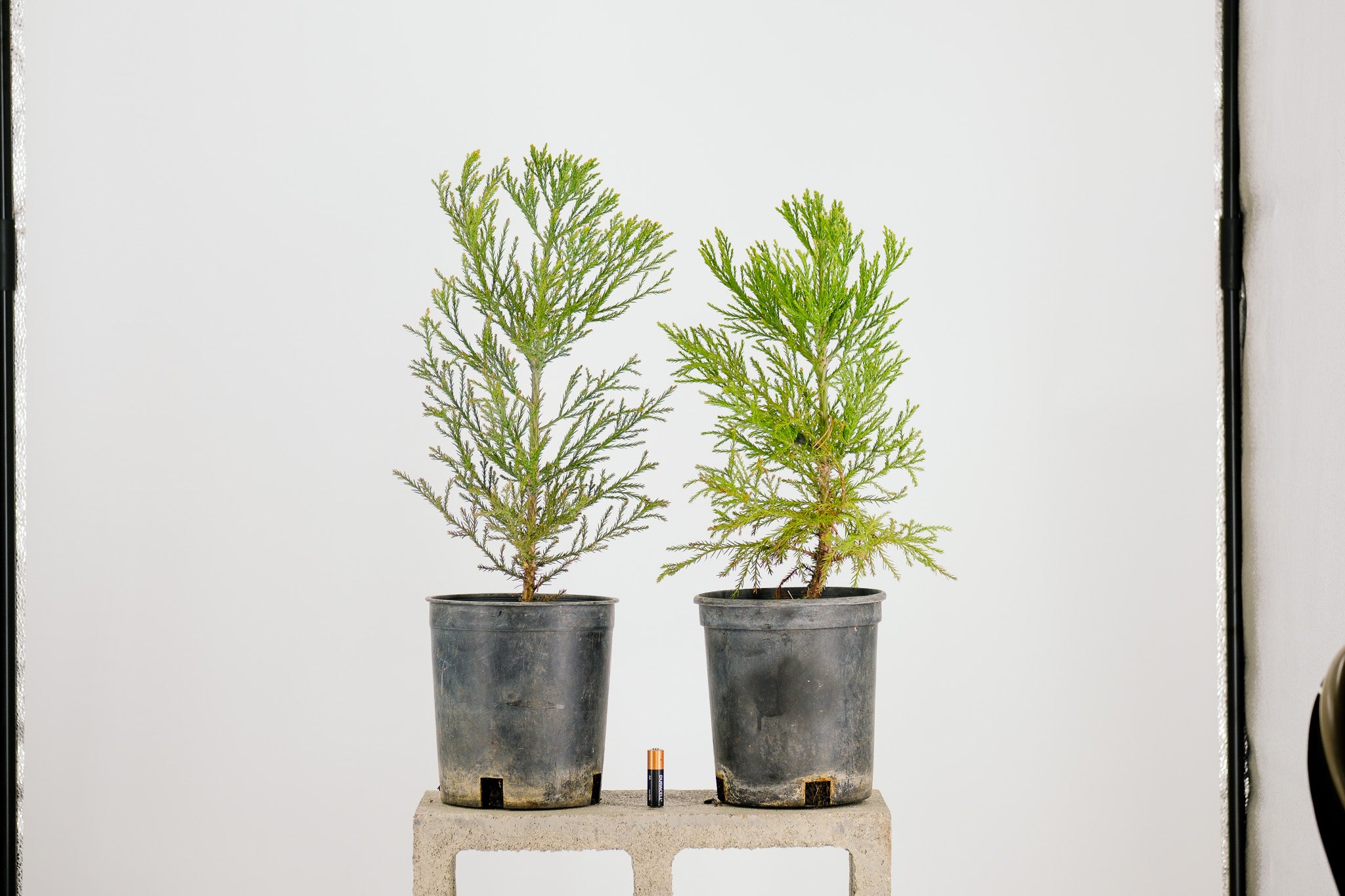 sequoia tree bonsai Pre-Bonsai Sequoia Tree 1 Gallon – Next Day Bonsai
