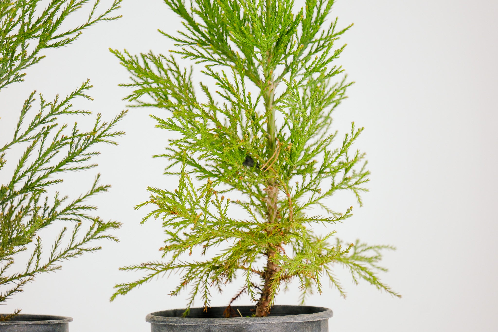 sequoia bonsai tree Pre-Bonsai Sequoia Tree 1 Gallon – Next Day Bonsai