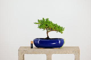 Mini Nana Juniper Bonsai Tree 5”