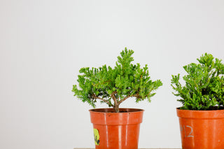 Pre-Bonsai Nana Juniper Bonsai Tree 4” pot