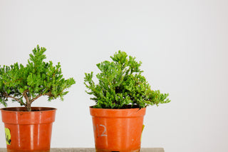 Pre-Bonsai Nana Juniper Bonsai Tree 4” pot