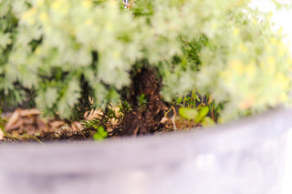Pre-Bonsai Nana Juniper Bonsai Tree 3 Gallon Pot