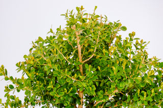 Pre-Bonsai Japanese Boxwood Bonsai Tree 3 Gallon Pot