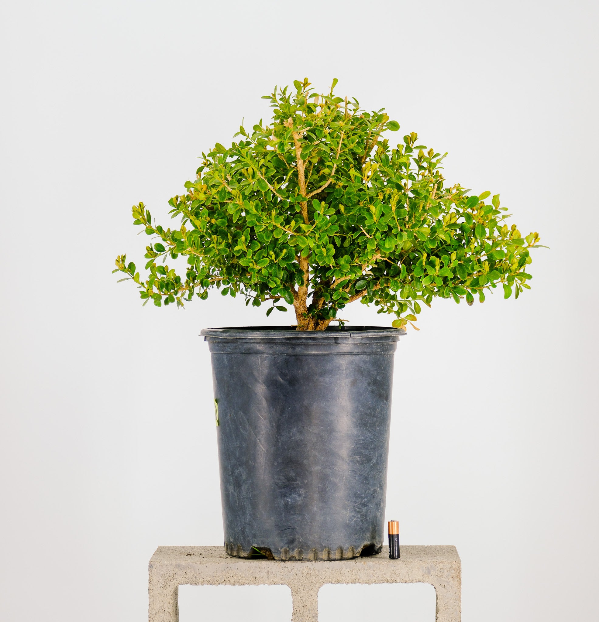 japanese boxwood bonsai tree Pre-Bonsai Japanese Boxwood Bonsai Tree 3 Gallon Pot