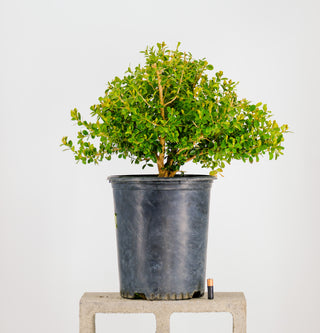 Pre-Bonsai Japanese Boxwood Bonsai Tree 3 Gallon Pot