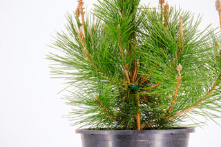 Pre-Bonsai Japanese Black Pine Bonsai Tree 3 Gallon