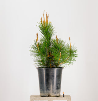 Pre-Bonsai Japanese Black Pine Bonsai Tree 3 Gallon