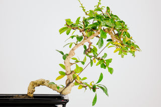Fukien Tea Tree Bonsai Tree 1’
