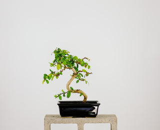 Fukien Tea Tree Bonsai Tree 1’