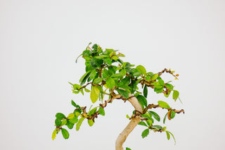 Fukien Tea Tree Bonsai Tree 1’