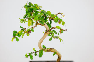 Fukien Tea Tree Bonsai Tree 1’