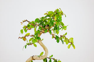 Fukien Tea Tree Bonsai Tree 1’