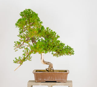 Specimen Nana Juniper Bonsai Tree 26”