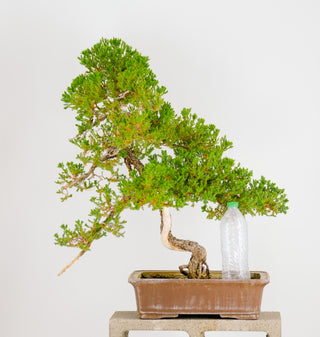 Specimen Nana Juniper Bonsai Tree 26”
