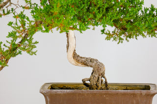 Specimen Nana Juniper Bonsai Tree 26”