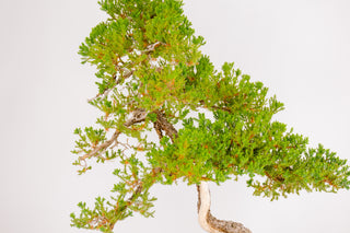 Specimen Nana Juniper Bonsai Tree 26”