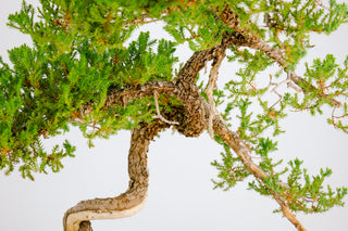 Specimen Nana Juniper Bonsai Tree 26”