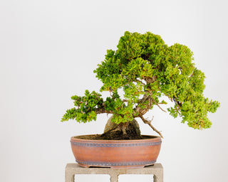 Specimen Nana Juniper Bonsai Tree 19”