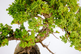 Specimen Nana Juniper Bonsai Tree 19”