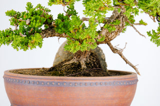 Specimen Nana Juniper Bonsai Tree 19”