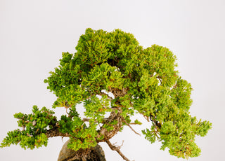 Specimen Nana Juniper Bonsai Tree 19”