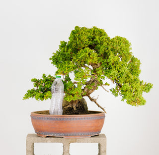 Specimen Nana Juniper Bonsai Tree 19”