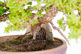 Specimen Nana Juniper Bonsai Tree 19”
