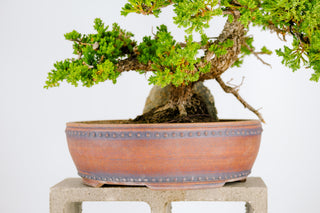 Specimen Nana Juniper Bonsai Tree 19”