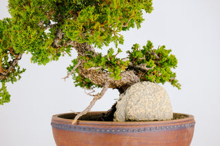 Specimen Nana Juniper Bonsai Tree 19”