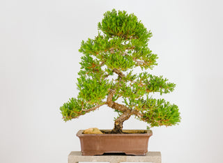 Specimen Nana Juniper Bonsai Tree 22”