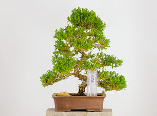 Specimen Nana Juniper Bonsai Tree 22”