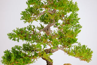 Specimen Nana Juniper Bonsai Tree 22”
